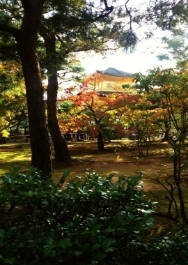 JET Programme Series: Kyoto - One of the most majestic places i have ever visited - Annika Mohammed