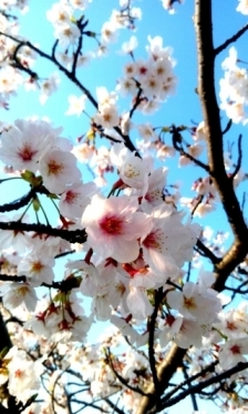 JET Programme Series: Sakura Blossoms in Hagi City - Shantal Deokie