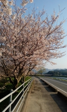 JET Programme Series: Sakura Blossoms in Hagi City - Shantal Deokie