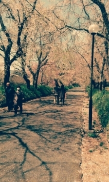 JET Programme Series: Sakura Blossoms in Hagi City - Shantal Deokie