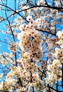 JET Programme Series: Sakura Blossoms in Hagi City - Shantal Deokie