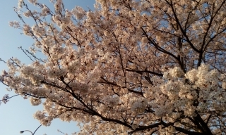 JET Programme Series: Sakura Blossoms in Hagi City - Shantal Deokie