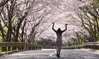 JET Programme Series: Sakura Blossoms in Hagi City - Shantal Deokie