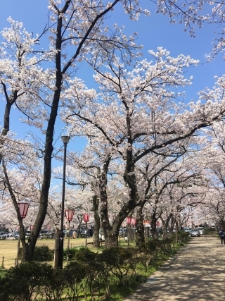 JET Programme Series: Cherry Blossoms in Niigata Prefecture - Shanisa Sabdarali