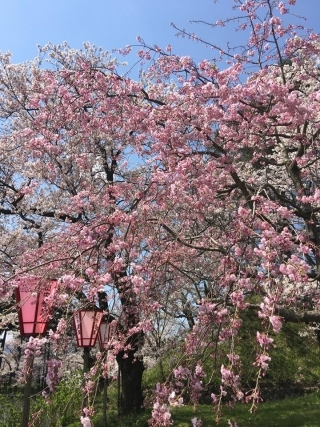 JET Programme Series: Cherry Blossoms in Niigata Prefecture - Shanisa Sabdarali