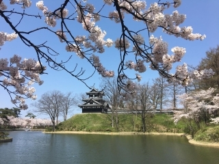 JET Programme Series: Cherry Blossoms in Niigata Prefecture - Shanisa Sabdarali