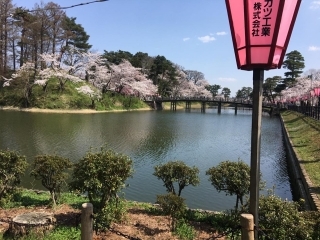JET Programme Series: Cherry Blossoms in Niigata Prefecture - Shanisa Sabdarali