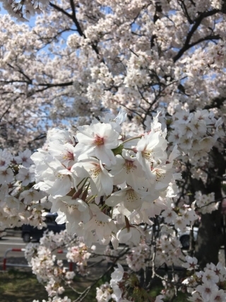 JET Programme Series: Cherry Blossoms in Niigata Prefecture - Shanisa Sabdarali