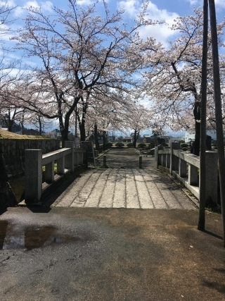 JET Programme Series: Cherry Blossoms in Niigata Prefecture - Shanisa Sabdarali