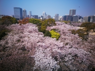 MEXT Scholarship Series: Research Student at Kyushu University- Tadis Dillon