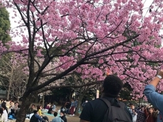 Friends of Japan Series: Chasing the falling petals - Phillip Simon