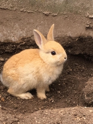 Friends of Japan Series: Rabbit Island - Zaynab Nakhid