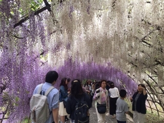Friends of Japan Series: Kawachi Fujien - Zaynab Nakhid