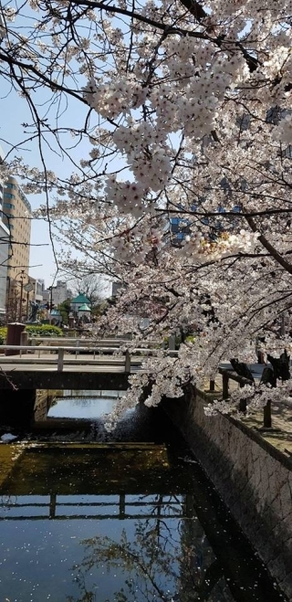JET Programme Series: Spring Anime feels from Okayama - Sharon Dolabaille