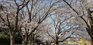 JET Programme Series: Spring Anime feels from Okayama - Sharon Dolabaille