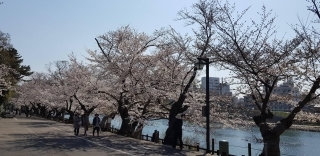 JET Programme Series: Spring Anime feels from Okayama - Sharon Dolabaille