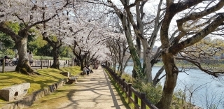 JET Programme Series: Spring Anime feels from Okayama - Sharon Dolabaille