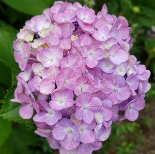 JET Programme Series: Hydrangeas and the Season of Rain - Sharon Dolabaille