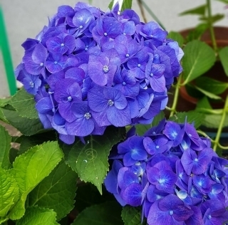 JET Programme Series: Hydrangeas and the Season of Rain - Sharon Dolabaille