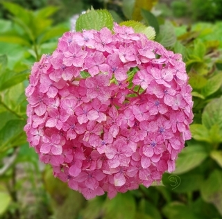 JET Programme Series: Hydrangeas and the Season of Rain - Sharon Dolabaille