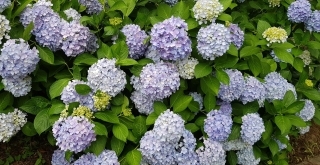 JET Programme Series: Hydrangeas and the Season of Rain - Sharon Dolabaille