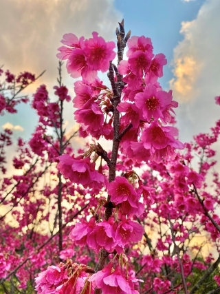 JET Programme Series: Sakura season in southern Japan - Samantha Samlal