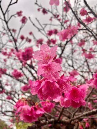 JET Programme Series: Sakura season in southern Japan - Samantha Samlal