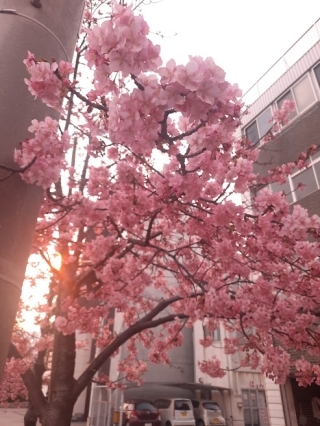 JET Programme Series: Life in Onomichi City, Hiroshima Prefecture - Adiola Chase