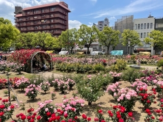 Jet Programme Series: Hello Hiroshima! - Jessica Persad