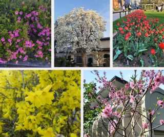 JET Programme Series: Rain, flowers, and everything in between - Jewell Luke